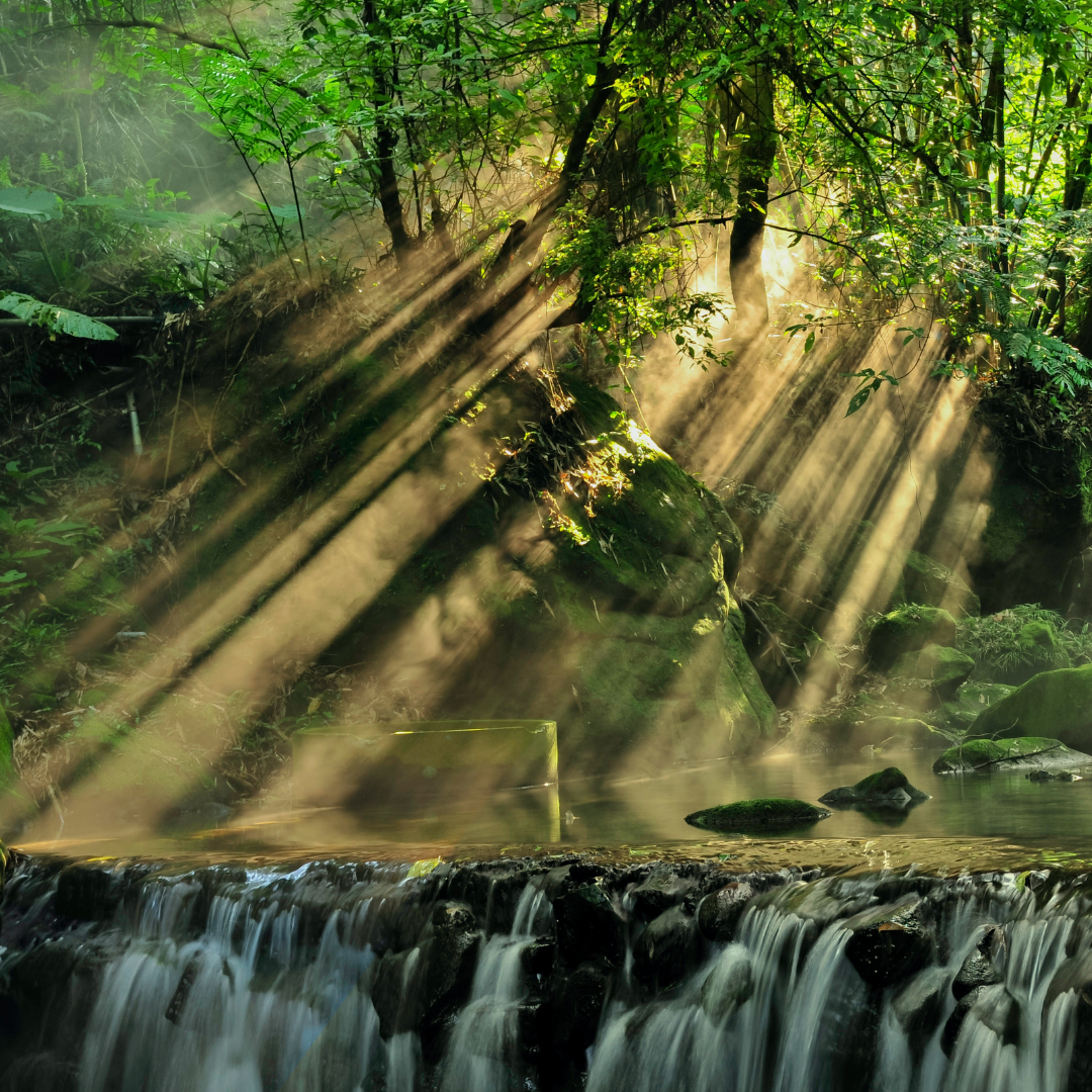 Brazil’s new President pledges to end deforestation in the Amazon