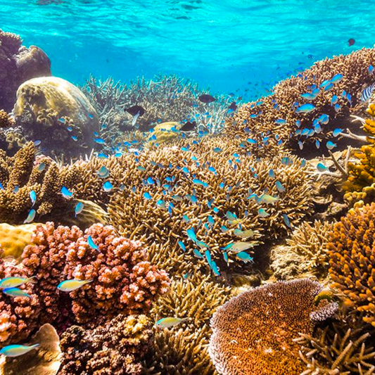 Australia blocks a new coal mine near the Great Barrier Reef