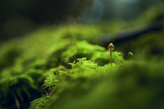 Plastic-Eating Fungi Identified by Australian Scientists