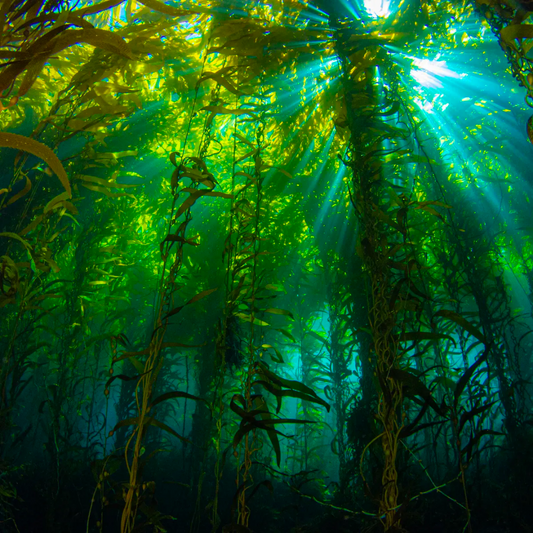 Kelp stores more CO2 than trees
