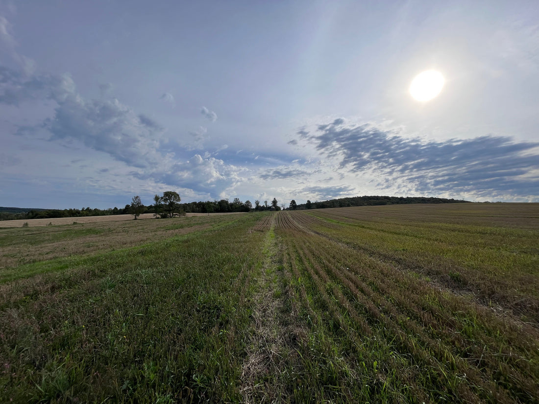 Smarter Farming with AI