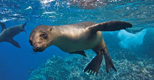 Galápagos Marine Reserve Protected By Ecuador and Costa Rica